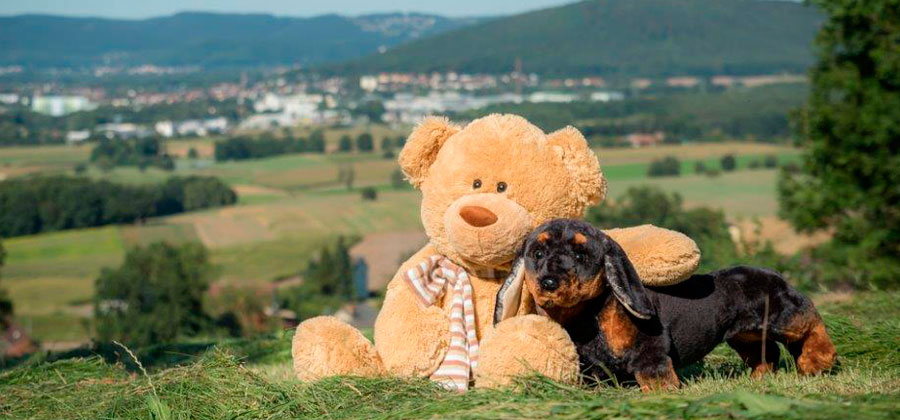 Teddybär mit Dackel auf einer grünen Wiese