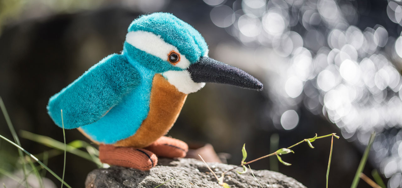 Eisvogel sitzt auf Stein